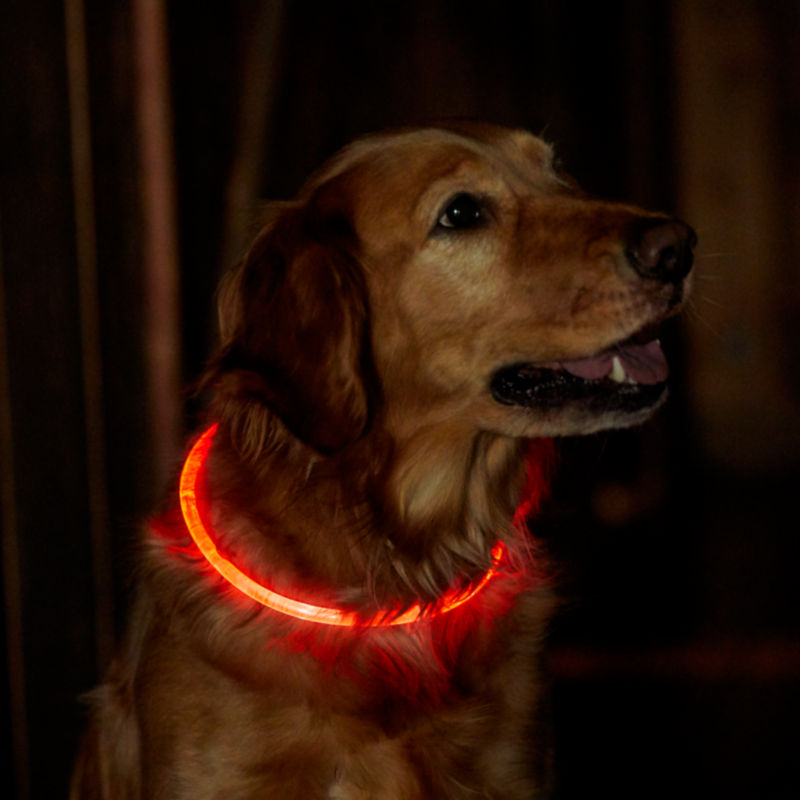 LED Rechargeable Safety Dog Collar